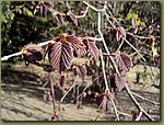 Madrid Botanic Garden 5.JPG