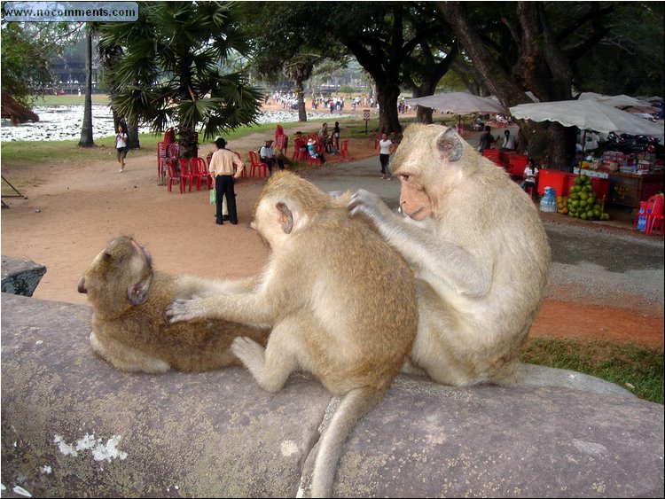 Angkor Wat - Thai massage efficient style.JPG