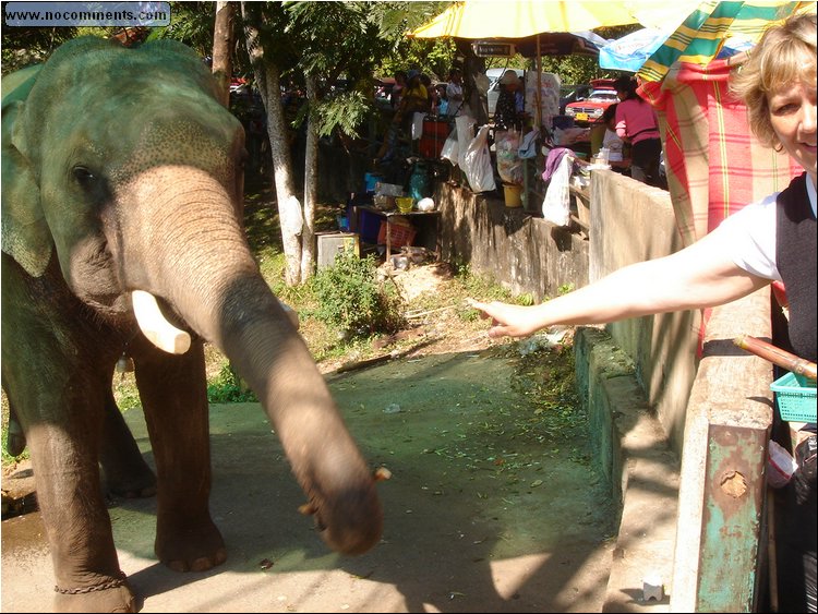 Elephant is fed more.JPG