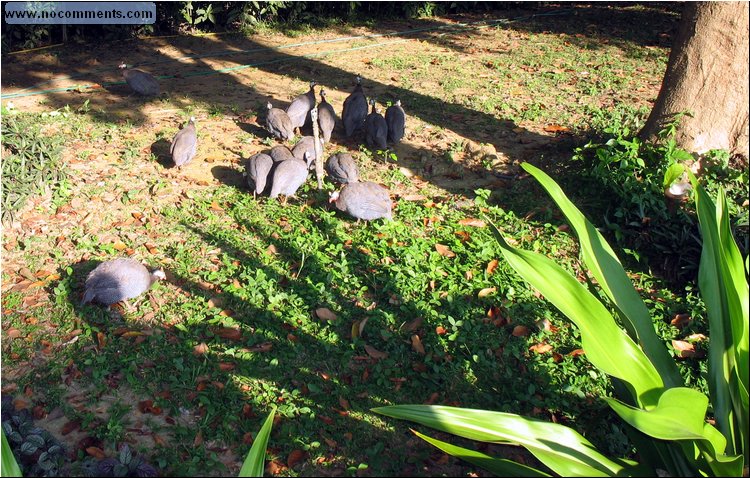 Guinea Hens - Lampang.jpg