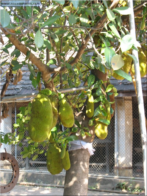 Jack Fruit.jpg