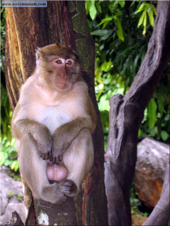 Phuket - he is looking at you, kid - monkey with BIG eyes..jpg