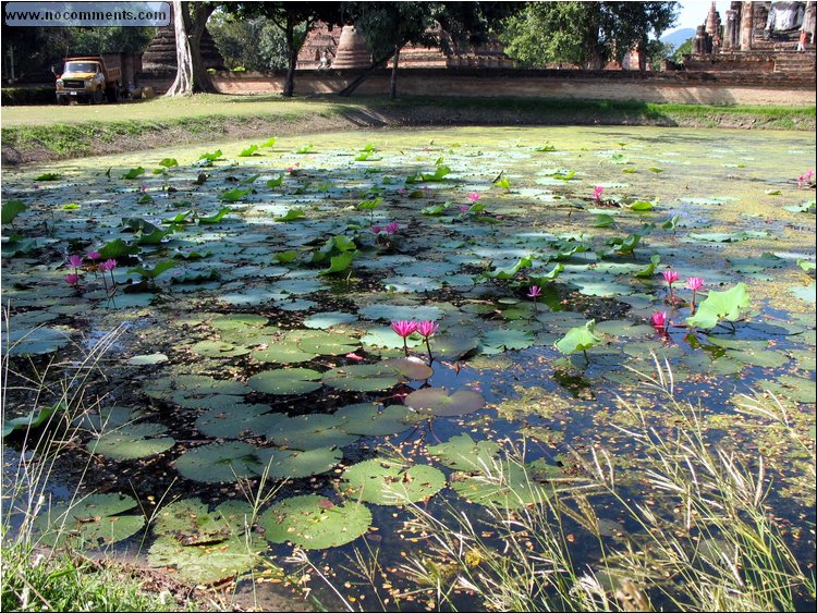 Pond with Lotus Flowers outside ruins.jpg
