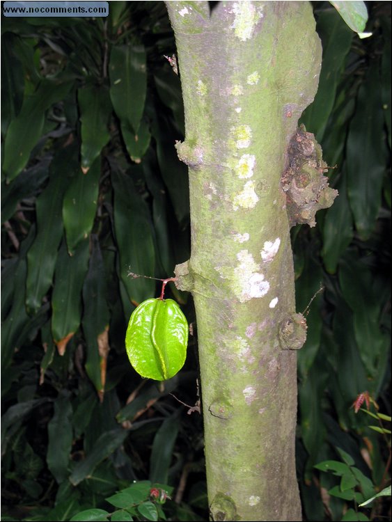 Star Fruit.jpg