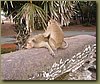 Angkor Wat - Thai Massage.JPG