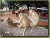 Angkor Wat - Thai massage efficient style.JPG