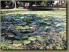 Pond with Lotus Flowers outside ruins.jpg