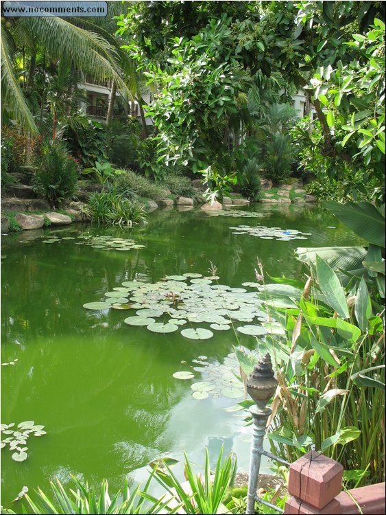 Phuket - Marriott Hotel Garden.jpg