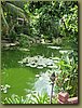 Phuket - Marriott Hotel Garden.jpg