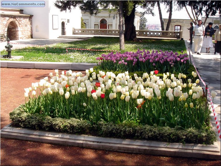 Topkapi palace flowers.JPG