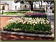 Topkapi palace flowers.JPG