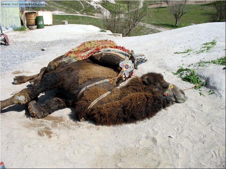 Kapadokia-Cappadocia camel 1.jpg