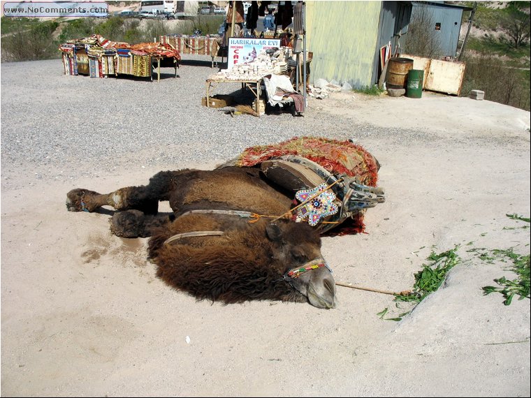 Kapadokia-Cappadocia camel 1a.jpg