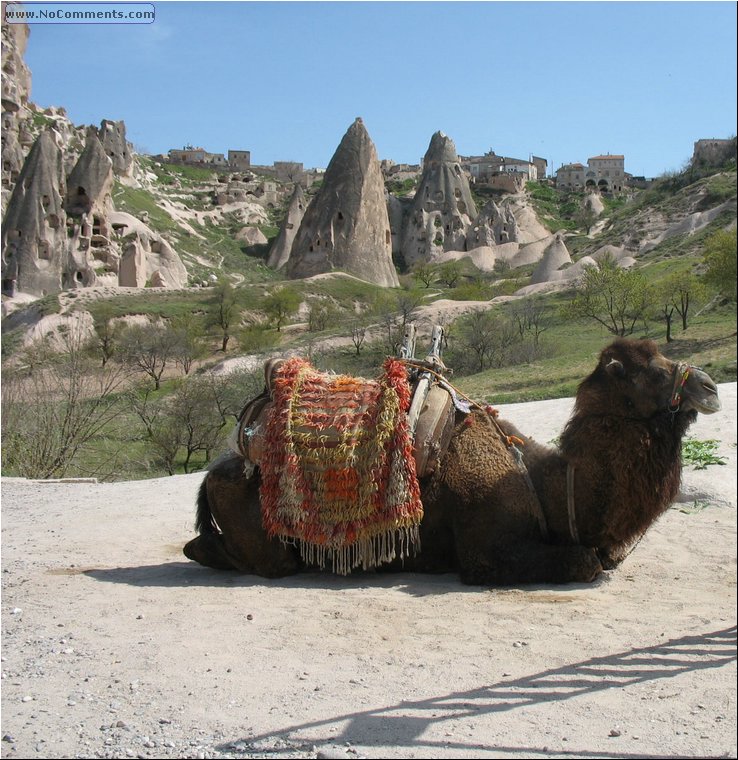 Kapadokia-Cappadocia camel.jpg