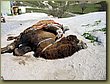 Kapadokia-Cappadocia camel 1.jpg