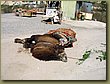 Kapadokia-Cappadocia camel 1a.jpg