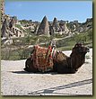 Kapadokia-Cappadocia camel.jpg
