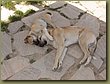 Hierapolis dogs.JPG
