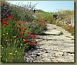 Hierapolis flora.jpg
