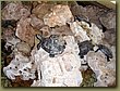 Pamukkale hotel turtles.JPG