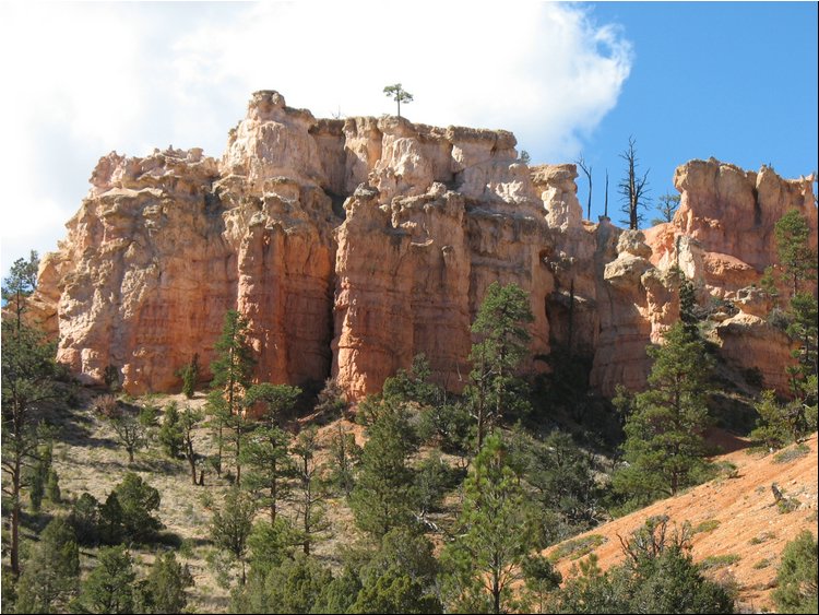 Dixie National Forest 8.jpg