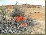 wild flowers 01.JPG