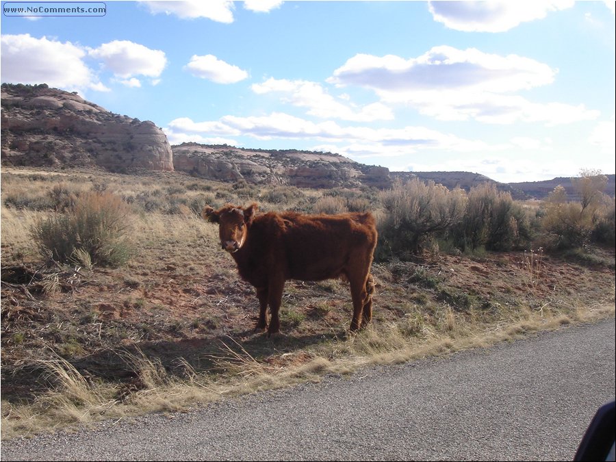 Grass fed beef 02.JPG