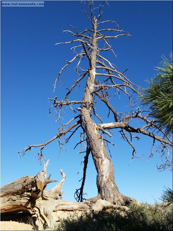 Bryce_Canyon_47.jpg