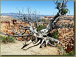 Bryce_Canyon_12.jpg