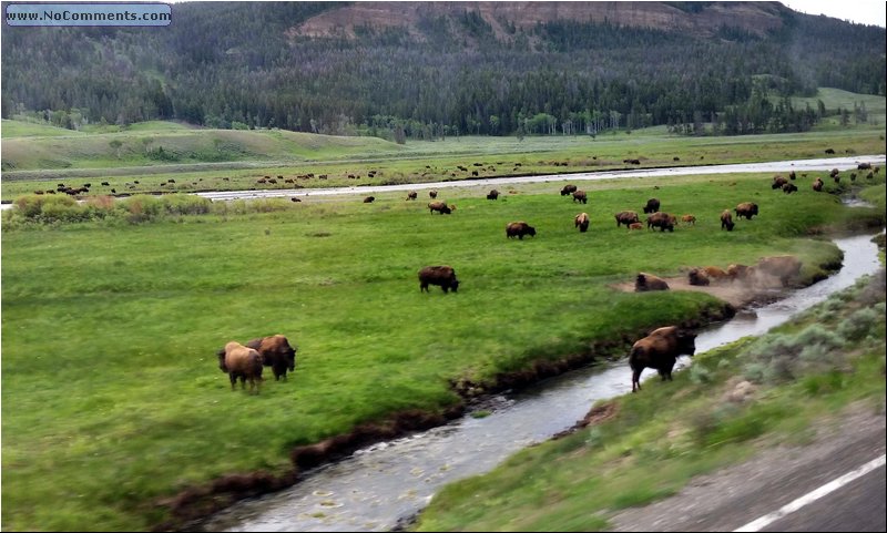 Yellowstone_Park_08.jpg