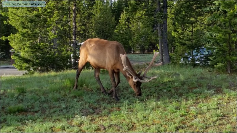 Yellowstone_Park_28.jpg