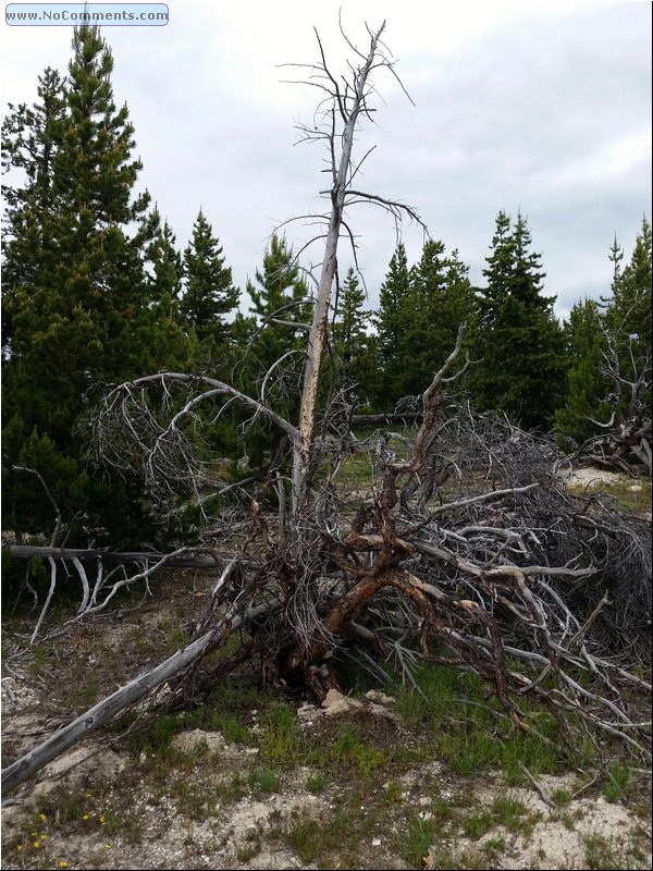 Yellowstone_trees_01.jpg