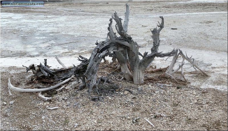 Yellowstone_trees_03.jpg