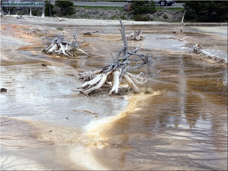 Yellowstone_trees_04.jpg