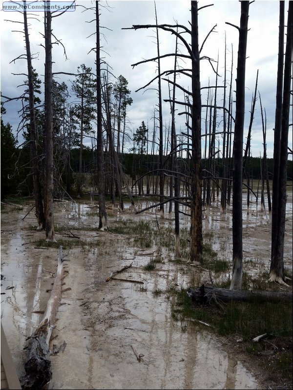 Yellowstone_trees_05.jpg