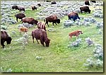 Yellowstone_Park_07.jpg