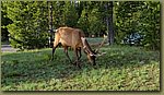 Yellowstone_Park_28.jpg