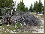 Yellowstone_trees_02.jpg