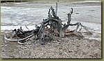 Yellowstone_trees_03.jpg