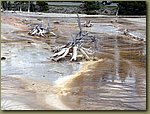 Yellowstone_trees_04.jpg