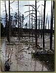 Yellowstone_trees_05.jpg