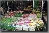 flower-market31.jpg