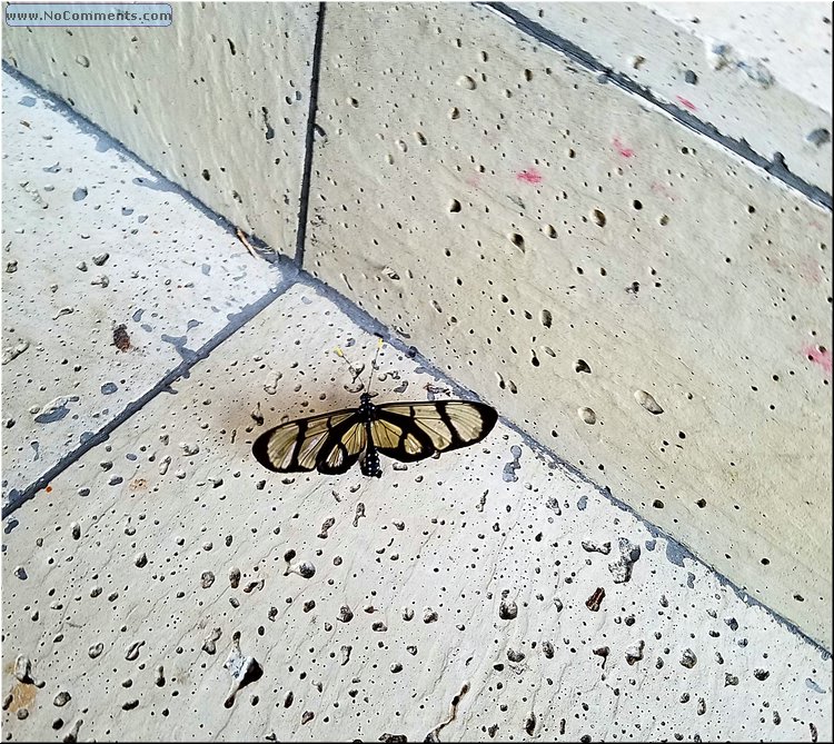 butterfly.jpg
