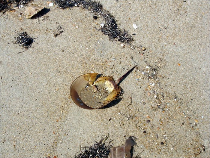 Outer banks Crab 1.JPG