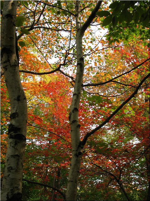 Saint Anne Falls Park.jpg