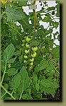 20250719_172205.jpg