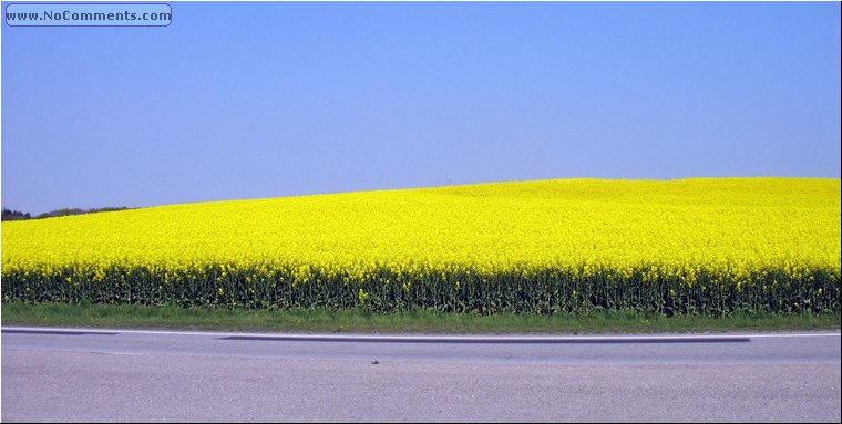 Spring Fields.jpg