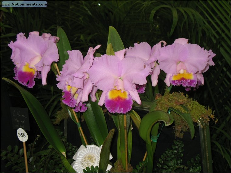 Miami International Orchid Show 4.jpg