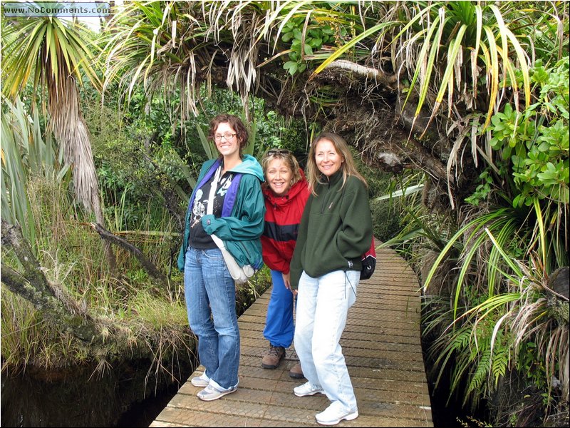 Rain Forest South Island.jpg
