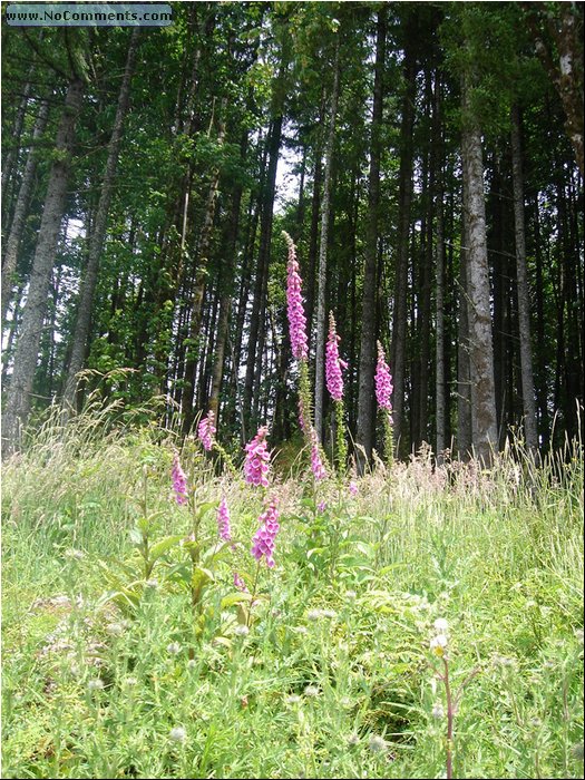 Oregon Forest 1.JPG
